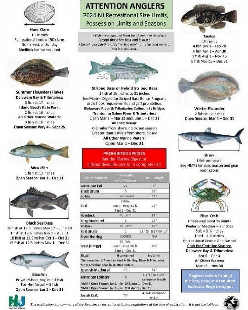 2024 New Jersey Recreational Size Limit, Possesion Limit, Seasons